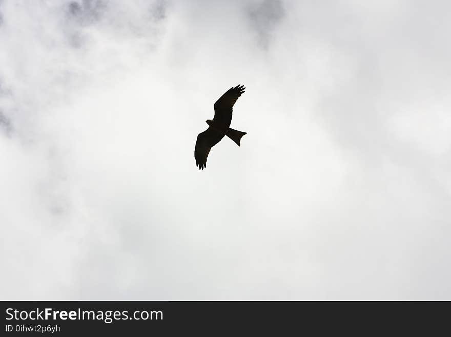 Silhouette of Bird Flying