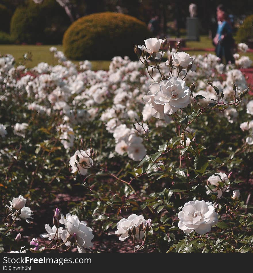 Selective Focus Photography of White Roses