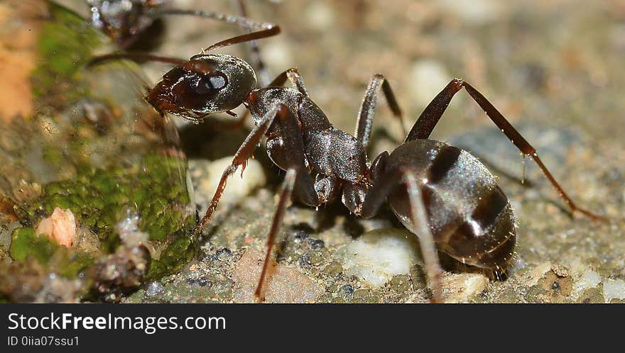 Insect, Ant, Pest, Membrane Winged Insect