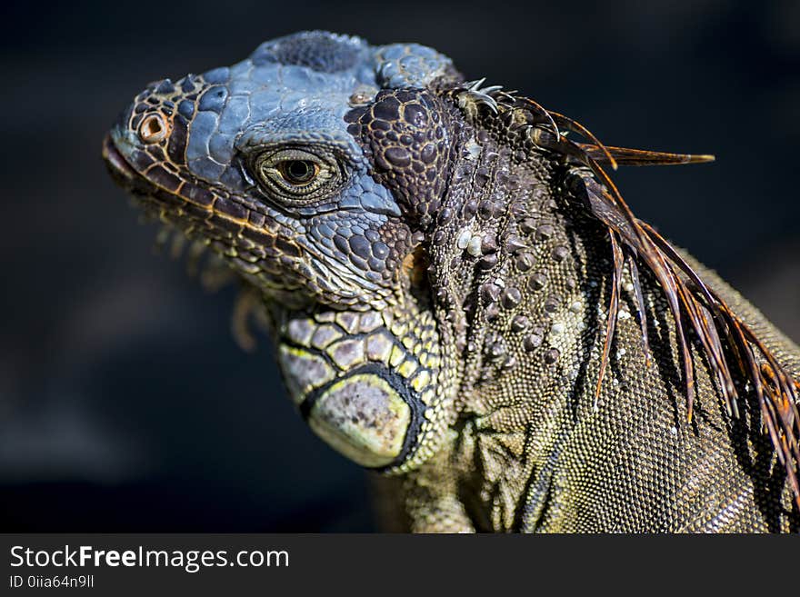 Reptile, Iguana, Iguania, Scaled Reptile