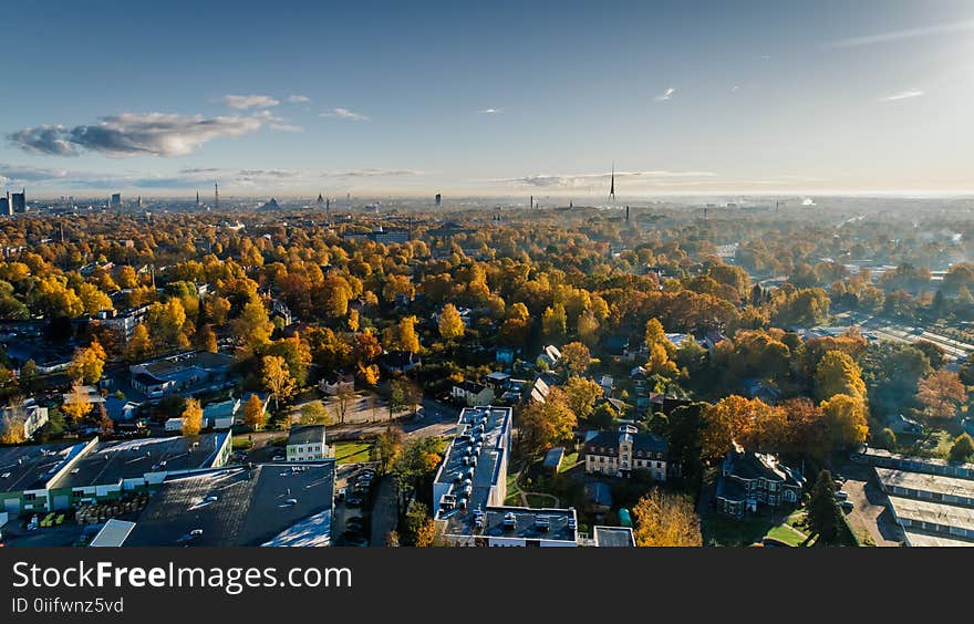 Aerial Photograph of City Buildings and Trees