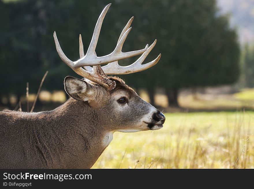 Selective Focus Photography of Brown Buck on Grass Field