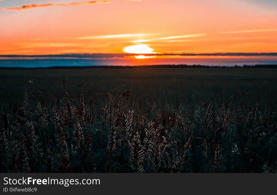 Gray Field during Sunset