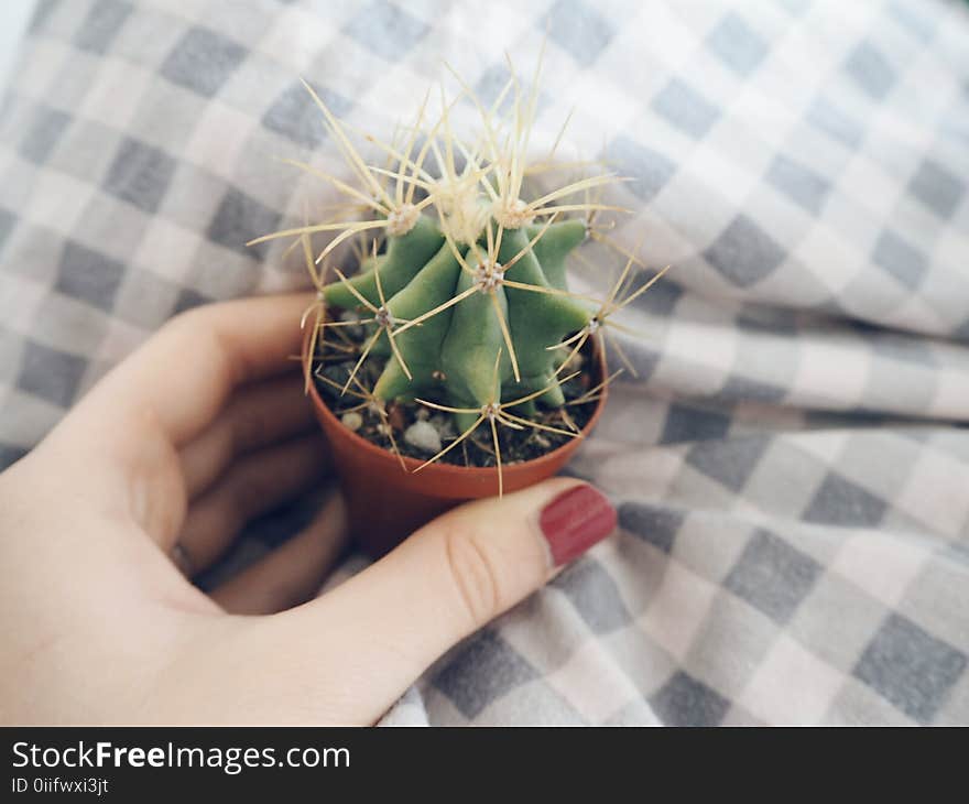 Person Holding Brown Clay Pot With Green Cactus