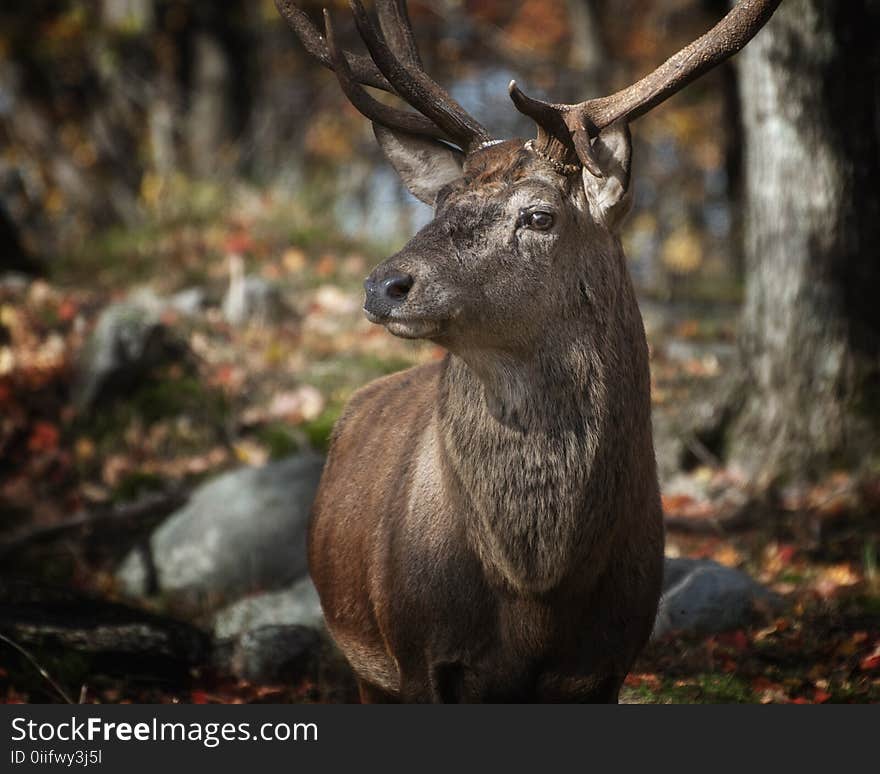 Tilt Shift Lens Photography of Deer