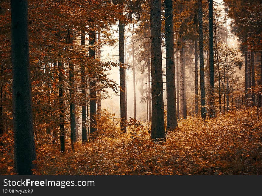 Forest With Fogs