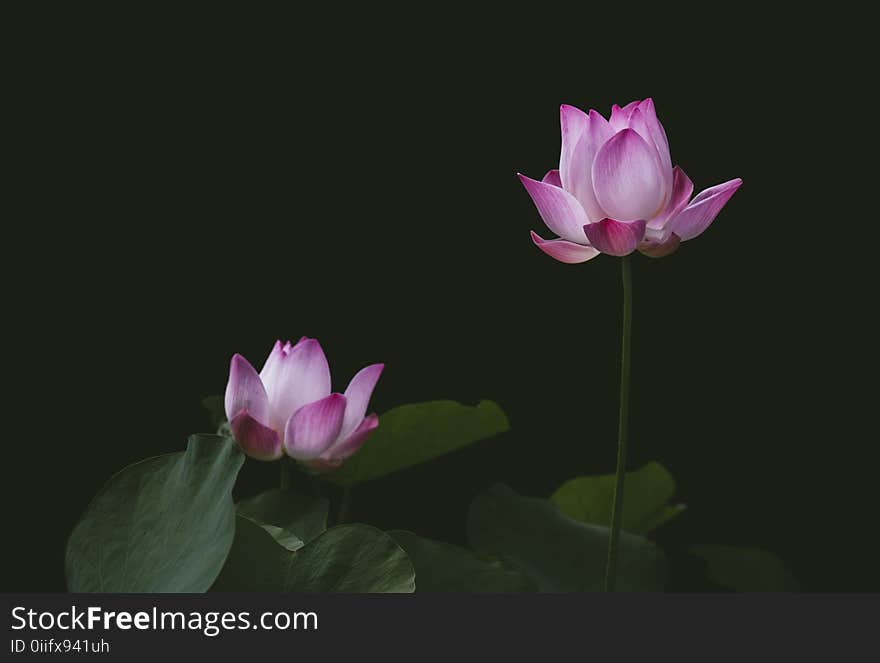 Close-up Photography of Lotus