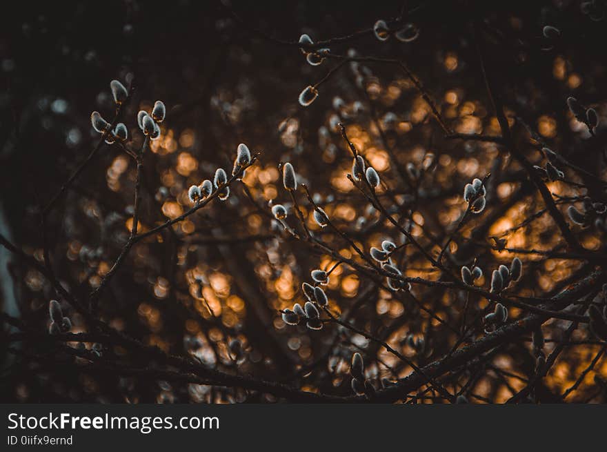 Shallow Focus Photography of Gray Plants