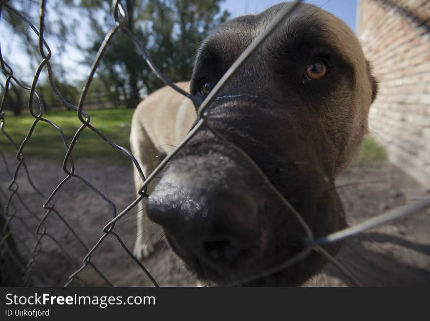 The big head of the dog looks sadly through the wired fence