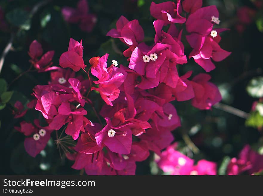 Pink Bougainvillea Flower