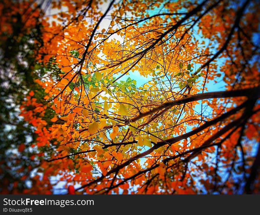 Low Angle Photo of Trees With Orange Leaves