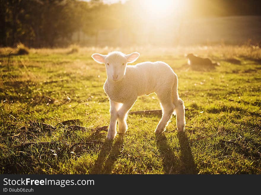 Shallow Focus Photography of White Sheep on Green Grass