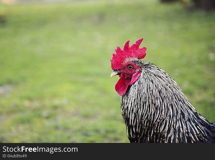 Portrait of Black and White Rooster