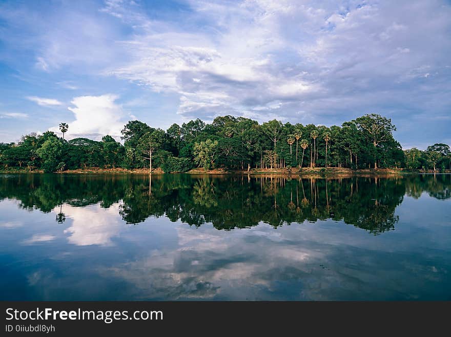 Scenic Photography of Trees