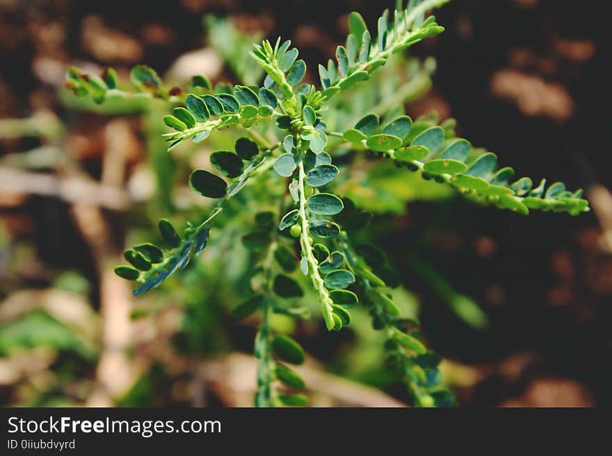 Shallow Focus Photography of Green Plant