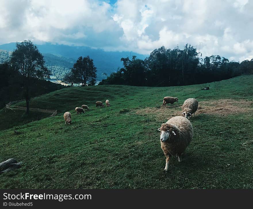 Group of Sheep at the Field