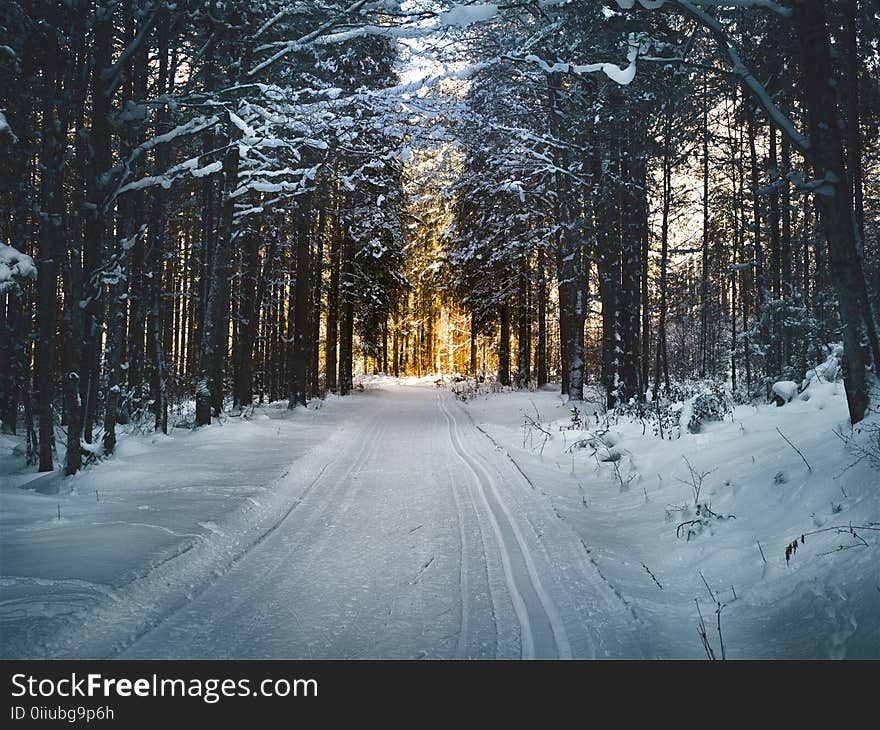 Landscape Photography of Snow Pathway Between Trees during Winter