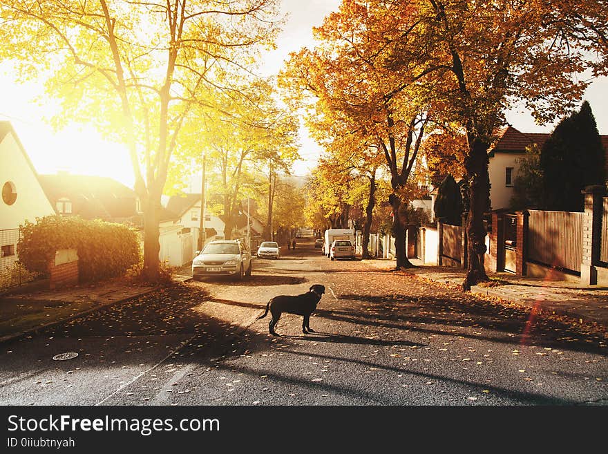 Dog on Concrete Road