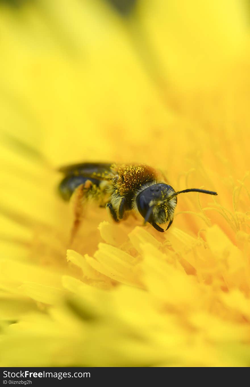 Wasp collect pollen on yellow dandelion macro photo vertical