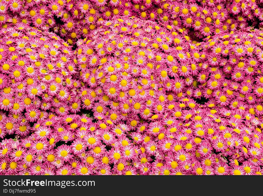 Pink Marguerite Daisy Flowers