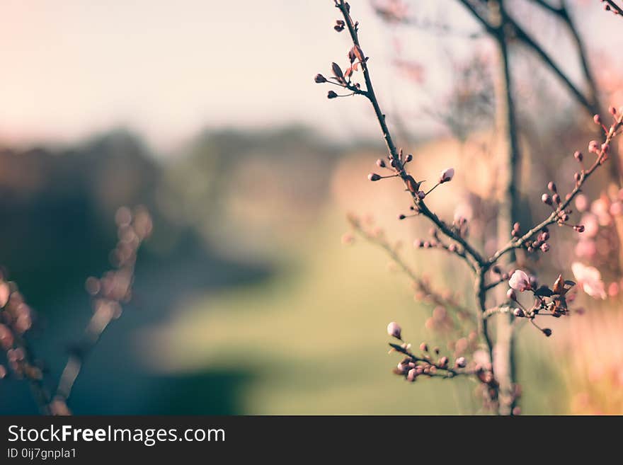 Selective Focus Photography of Pink Flower