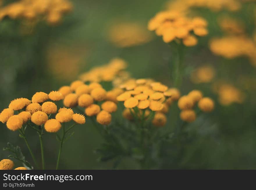 Selective-focus Photography of Yellow Flowers