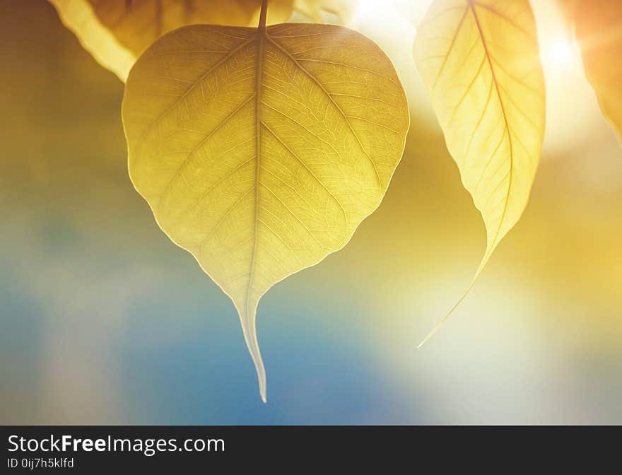 Yellow Leaf