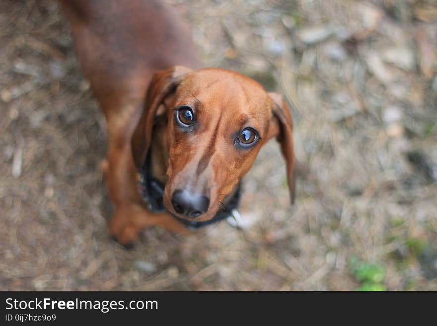 Selective Focus Photography of Dachshund