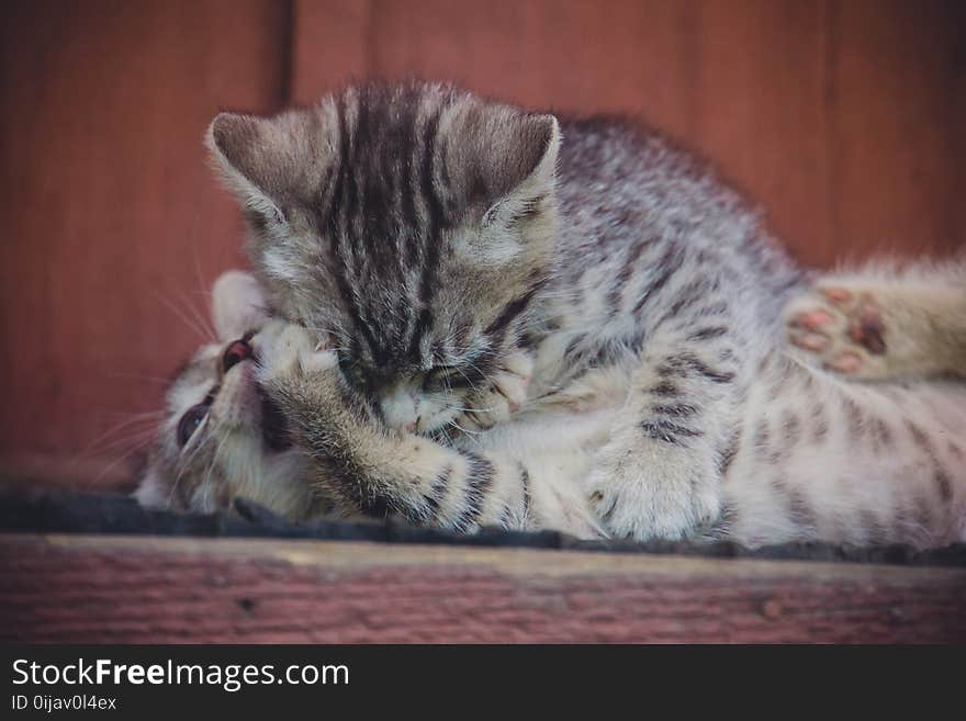 Cute Grey Kitten Retro