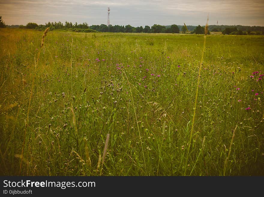 Green Grass Lawn Retro