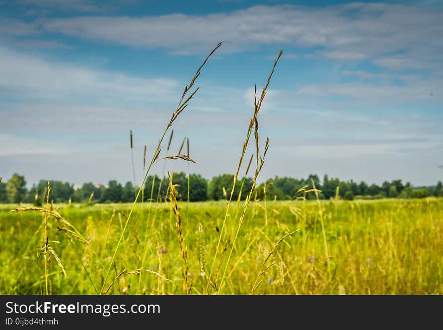 Fresh green grass, nature background, lawn close up. Fresh green grass, nature background, lawn close up.