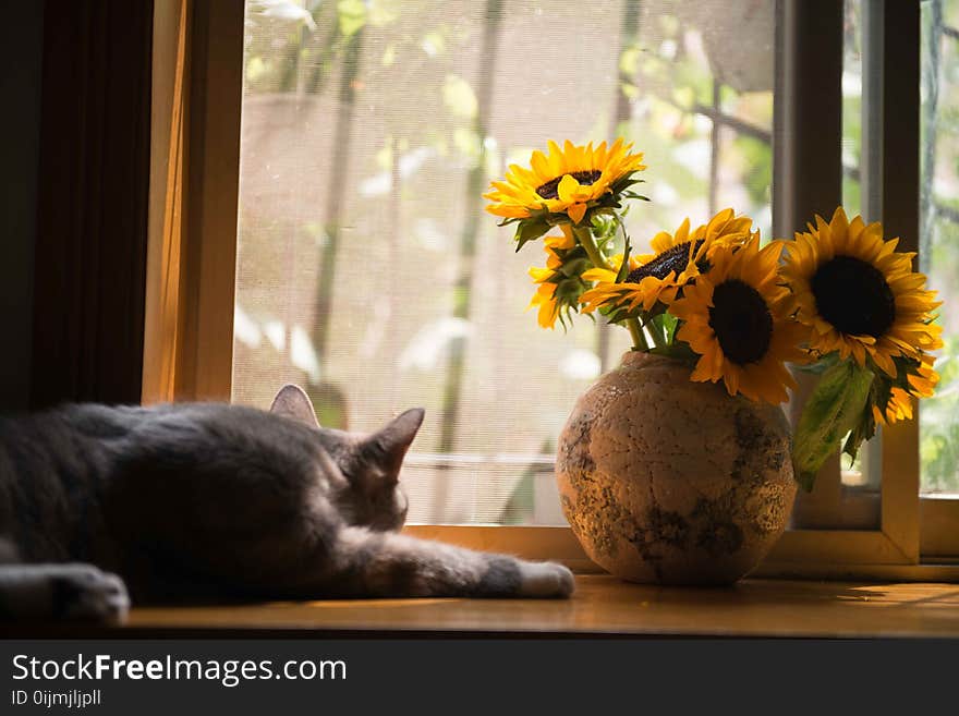 Gray Cat Near Gray Vase With Sunflower