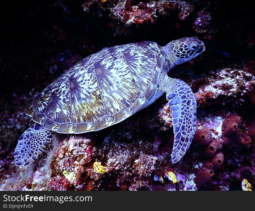 Underwater Photography of Brown Sea Turtle