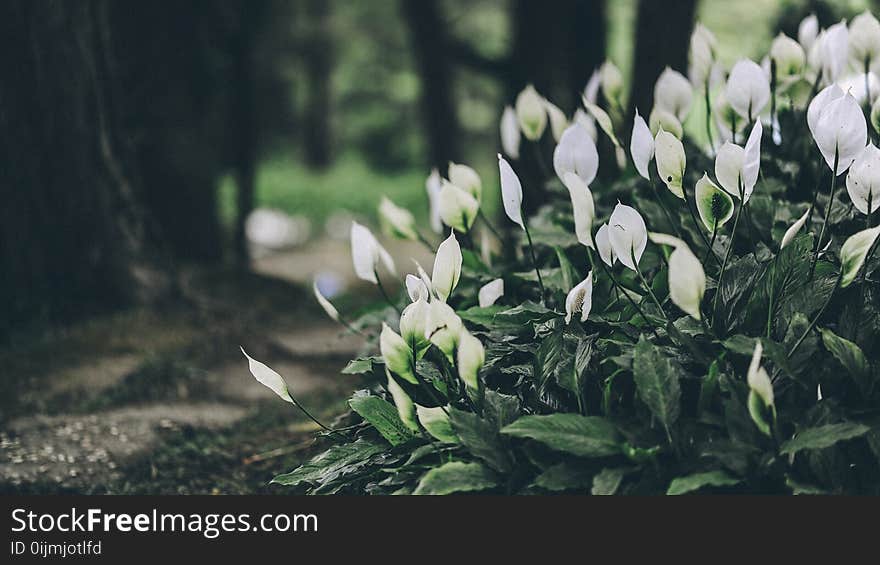 White Anthorium Flowers Near Brown Soil in Tilt Shift Lens Photography