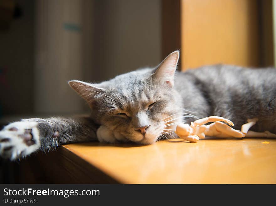 Gray and White Short Coated Cat on Brown Wooden Table Top