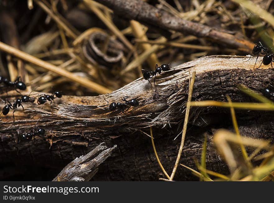 Black Ants on Brown Tree Trunks