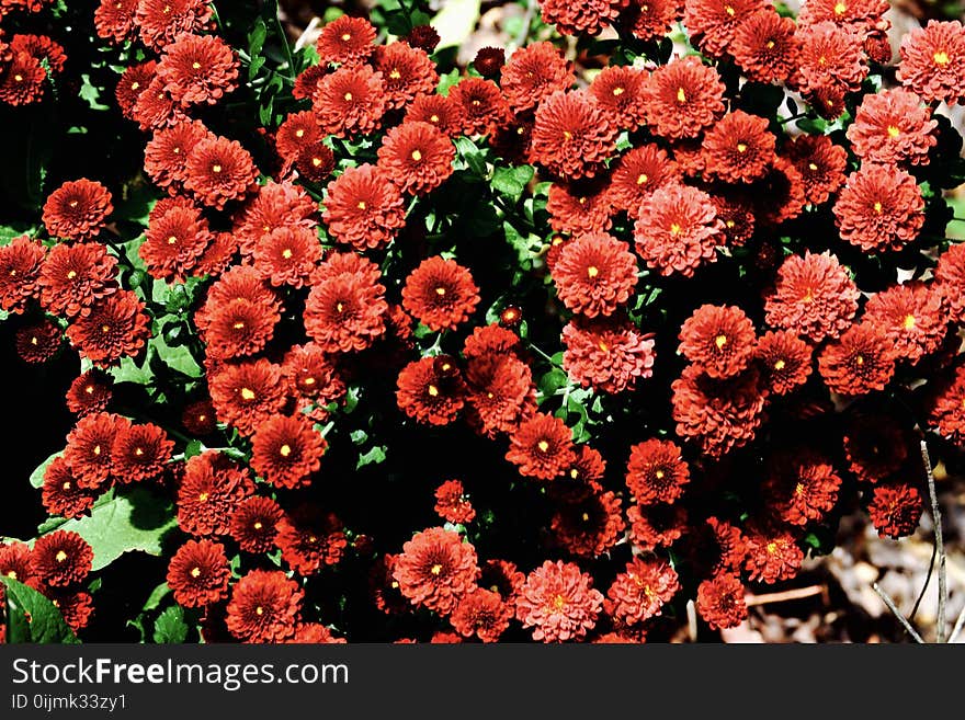 Red and Green Flowers