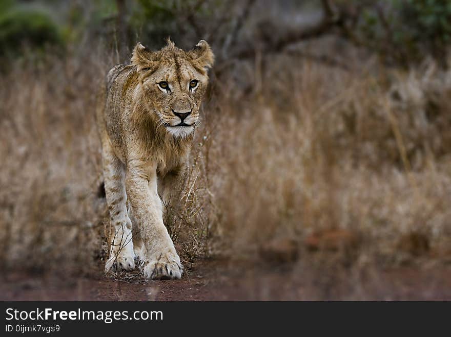 Photography of Young Lion