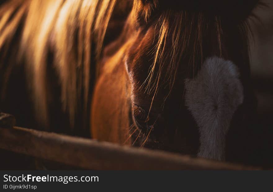 Brown and White Horse