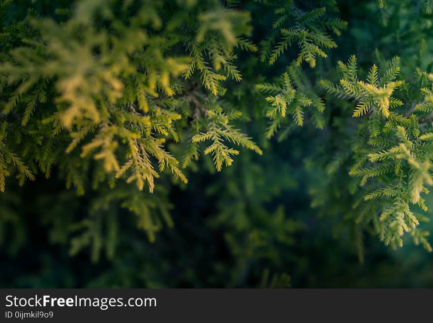 Green Tree Macro Photography