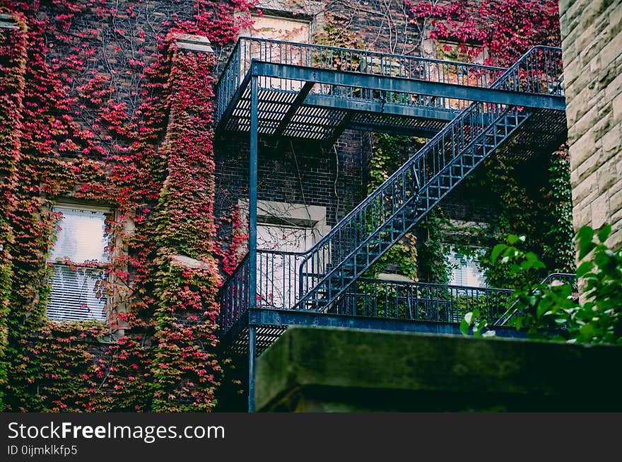 Blue Metal Ladder