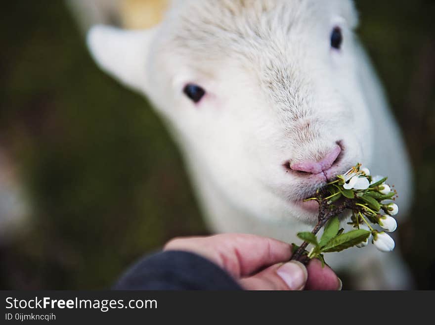 Photo of Person Holding Flower Eating White Animal