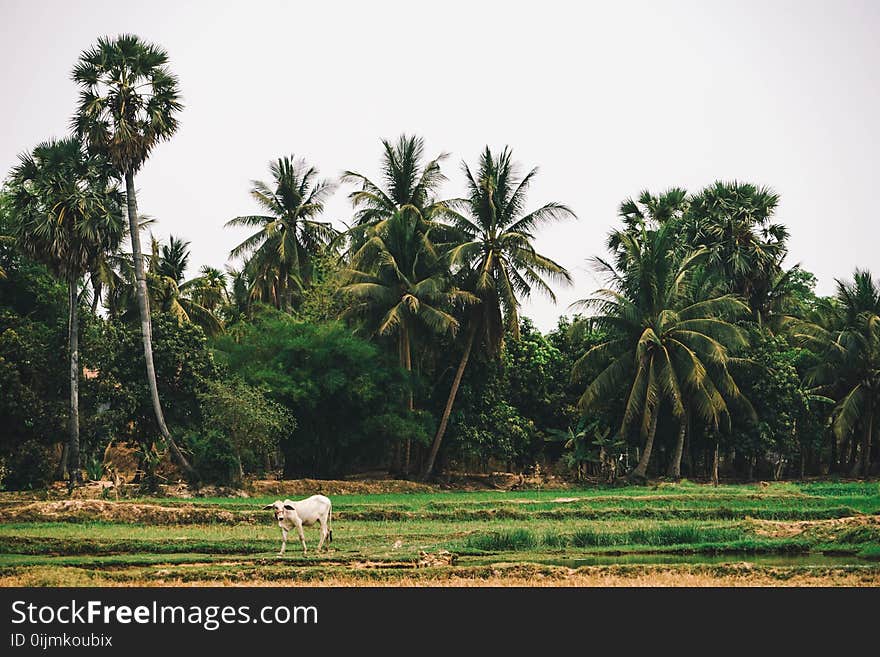 White Cow on Green Grass Field