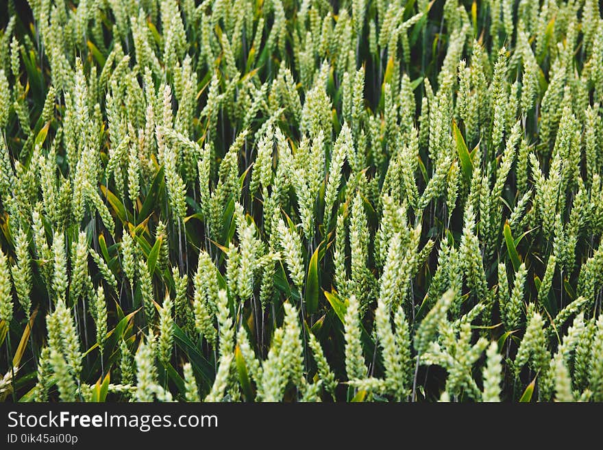 Green Leaf Plant