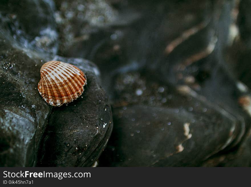 Shallow Focus of White and Brown Shell