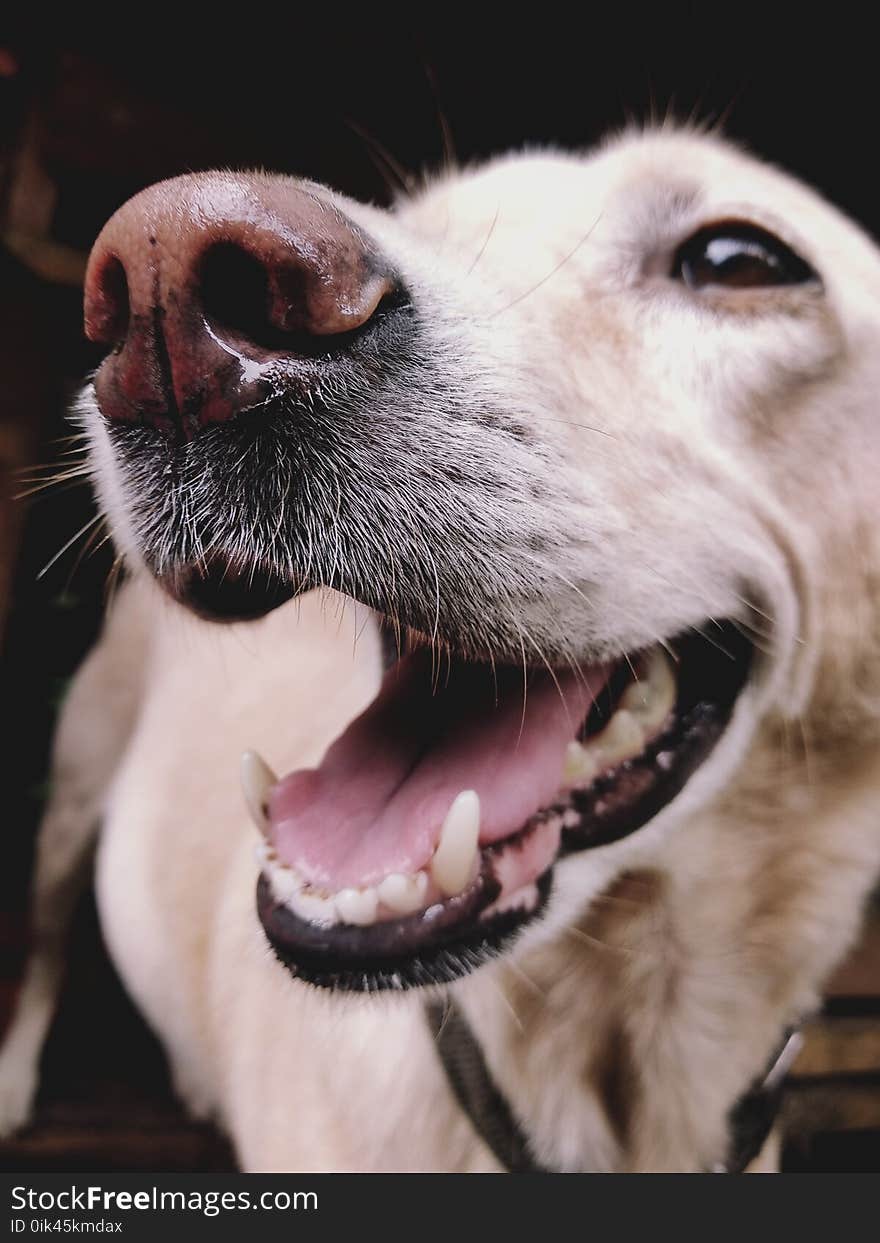 Labrador Retriever Dog