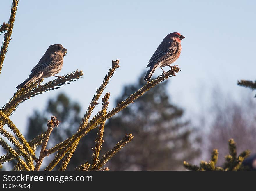 Two Sparrows on Branch Close-up Photography