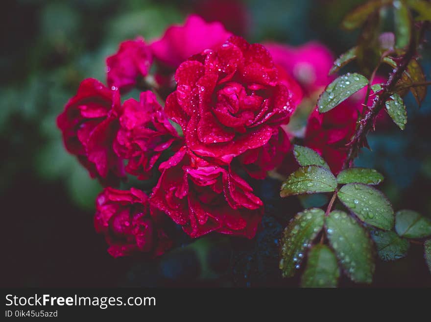 Photography of Red Roses