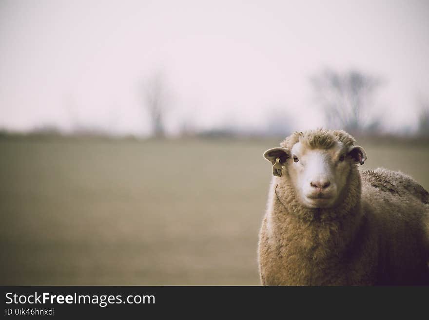 Shallow Focus Photography of Sheep