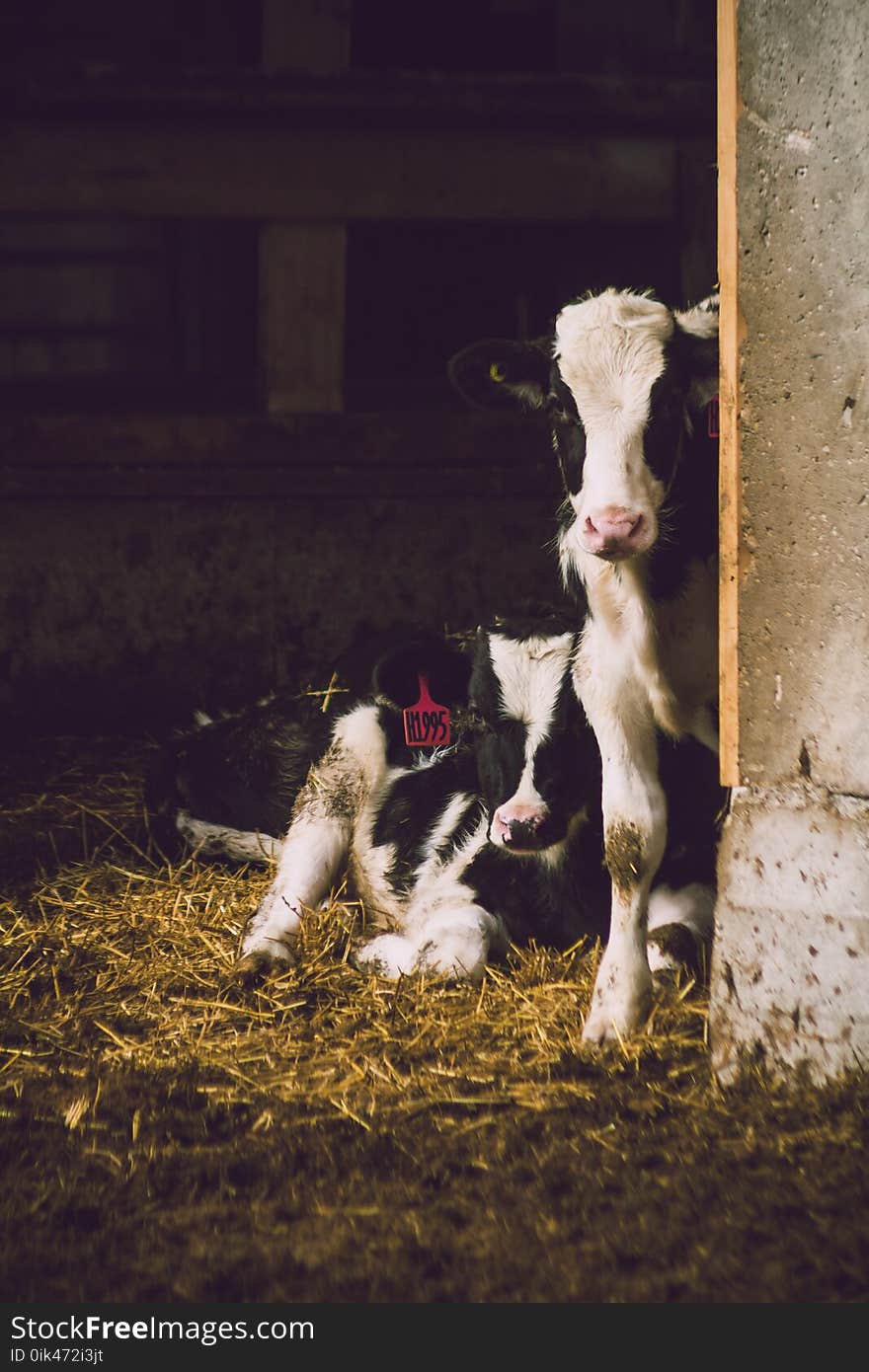 Two White-and-black Cows Inside Shed